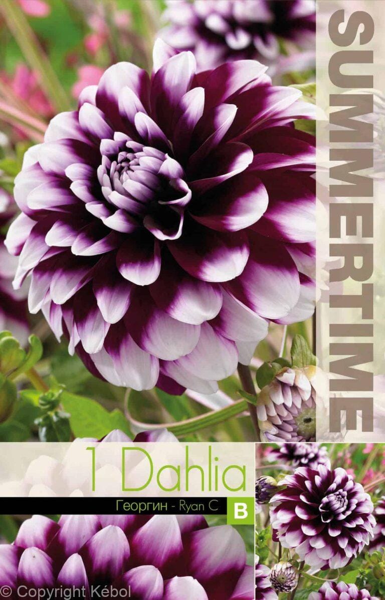 Dahlia Ryan C - RB