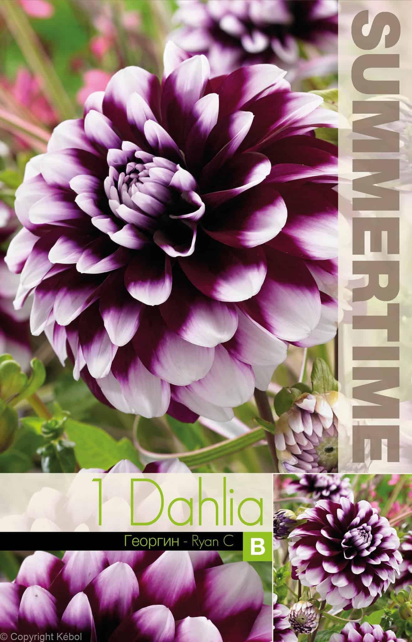 Dahlia Ryan C - RB