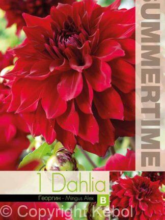 Dahlia Mingus Alex - RB