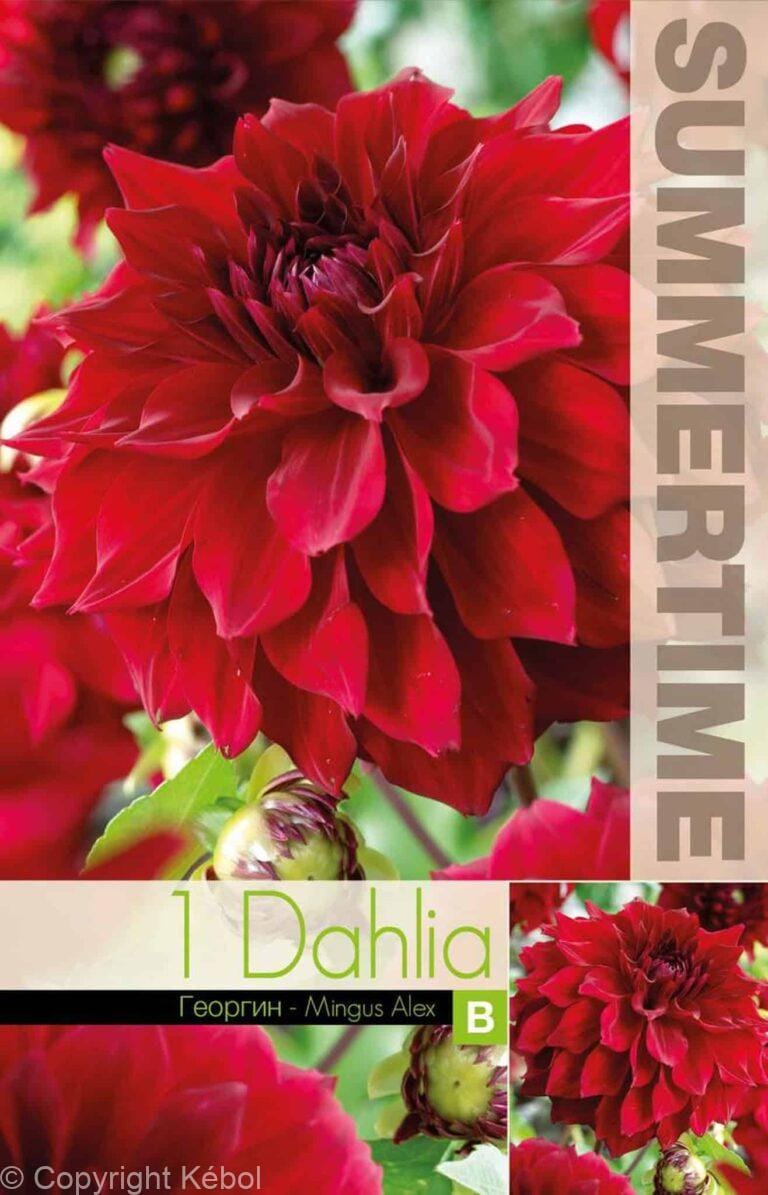 Dahlia Mingus Alex - RB