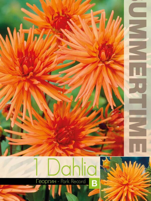 Dahlia Park Record - RB