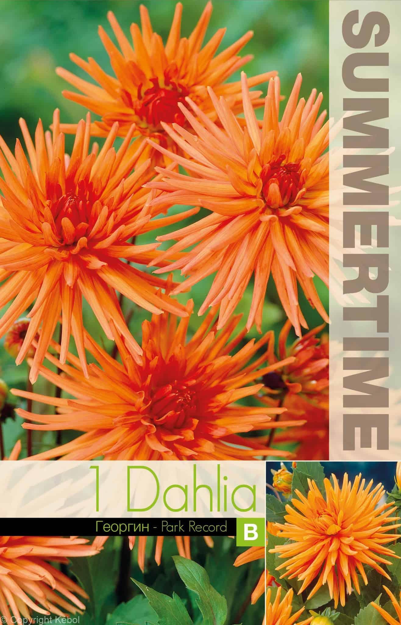 Dahlia Park Record - RB