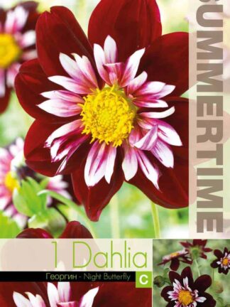 Dahlia Night Butterfly - RB