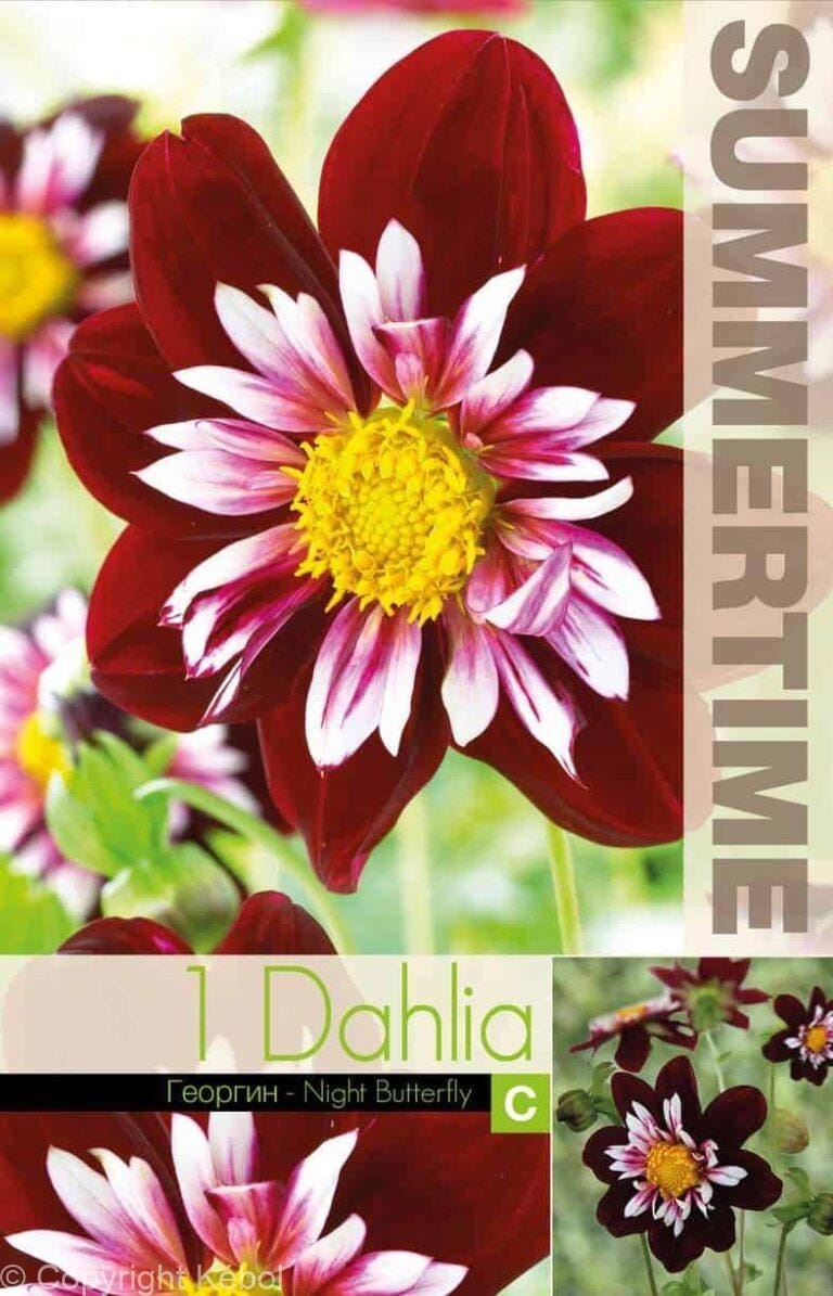 Dahlia Night Butterfly - RB