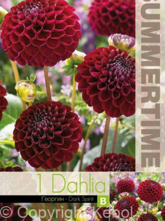 Dahlia Dark Spirit - RB