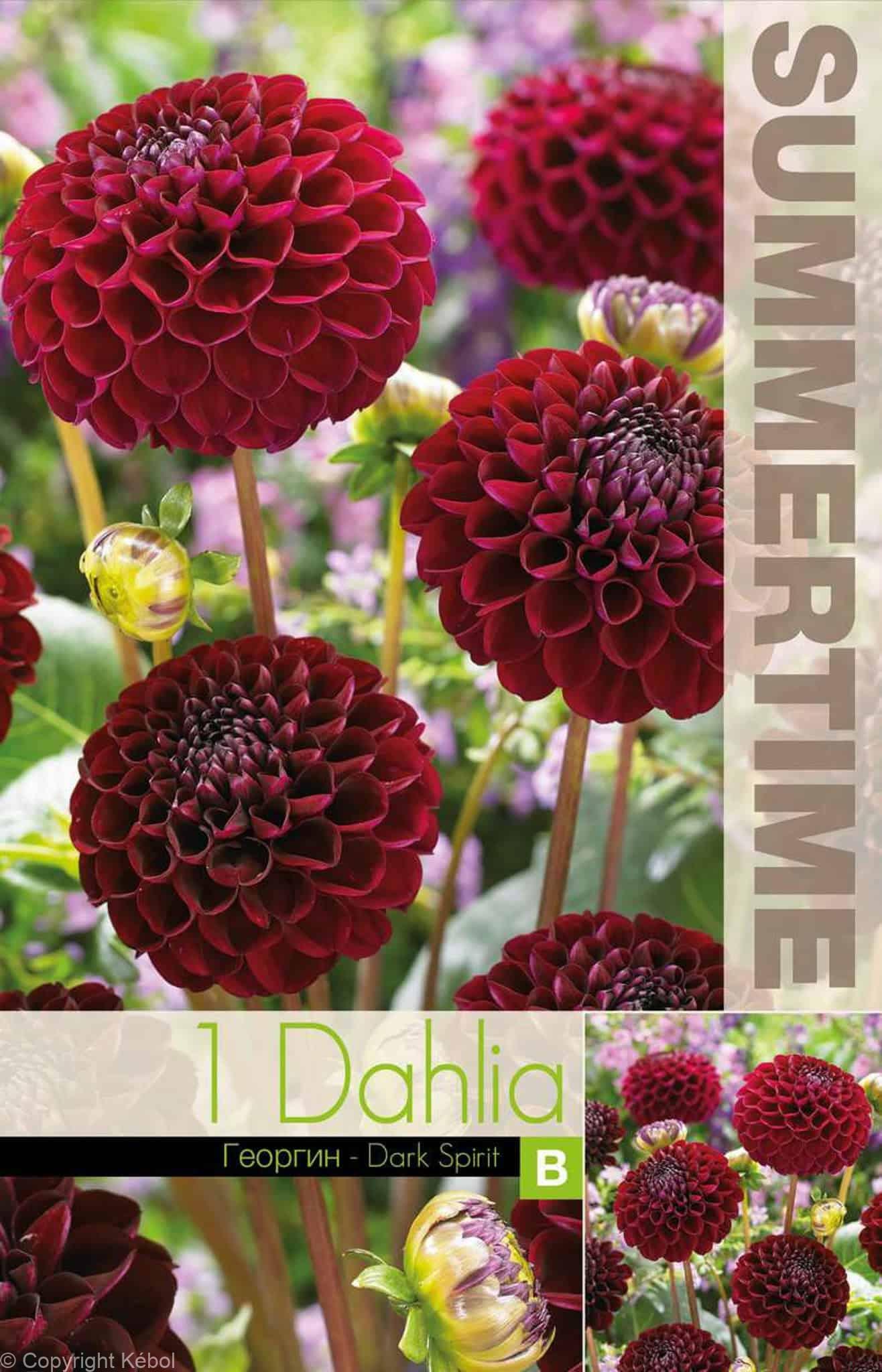Dahlia Dark Spirit - RB