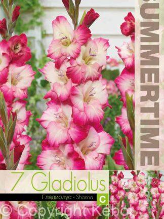Gladiolus Shanna - RB