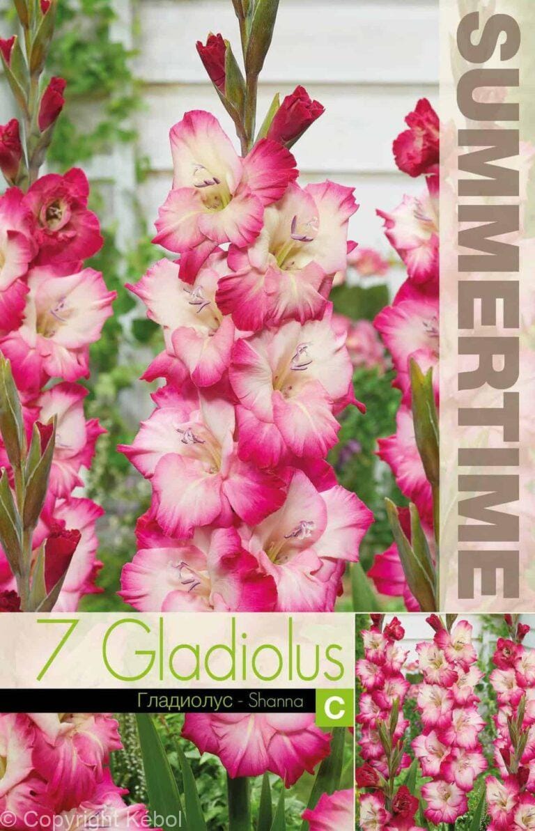 Gladiolus Shanna - RB