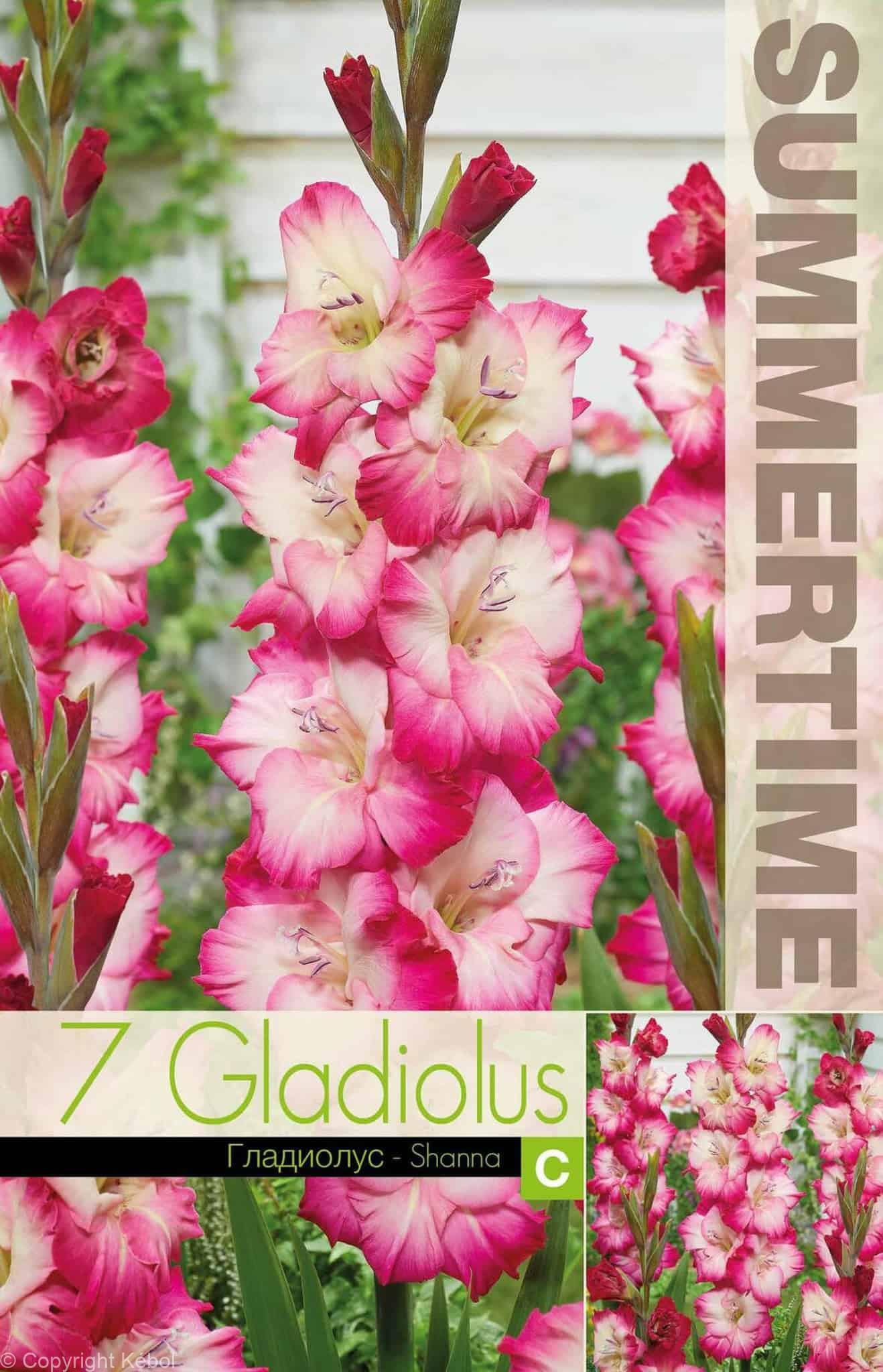 Gladiolus Shanna - RB