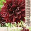 Dahlia Black Touch - RB