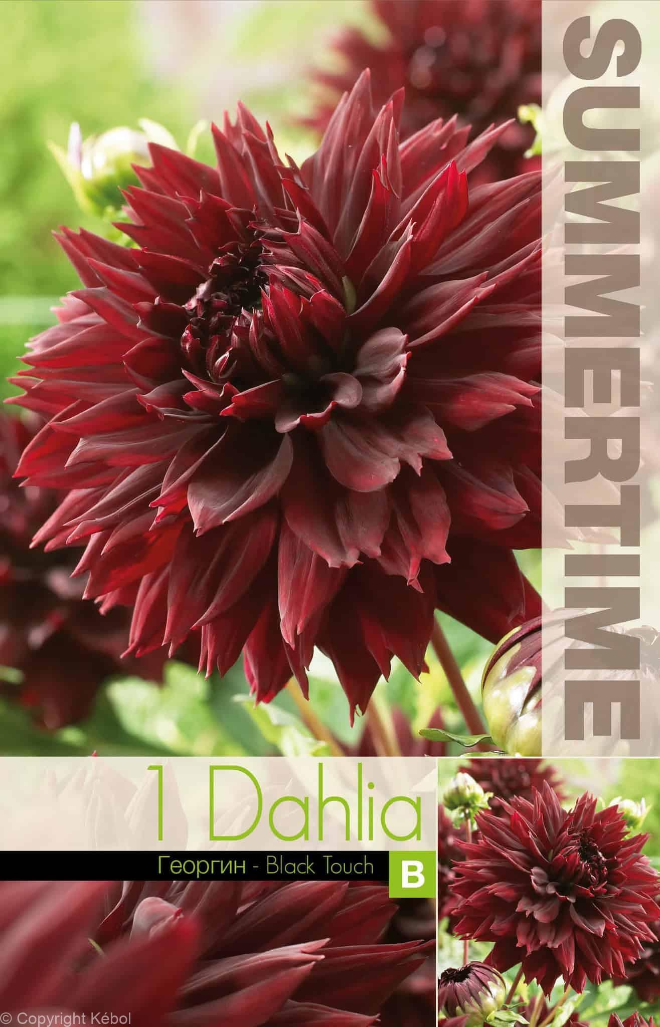 Dahlia Black Touch - RB