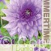 Dahlia Blue Boy - RB