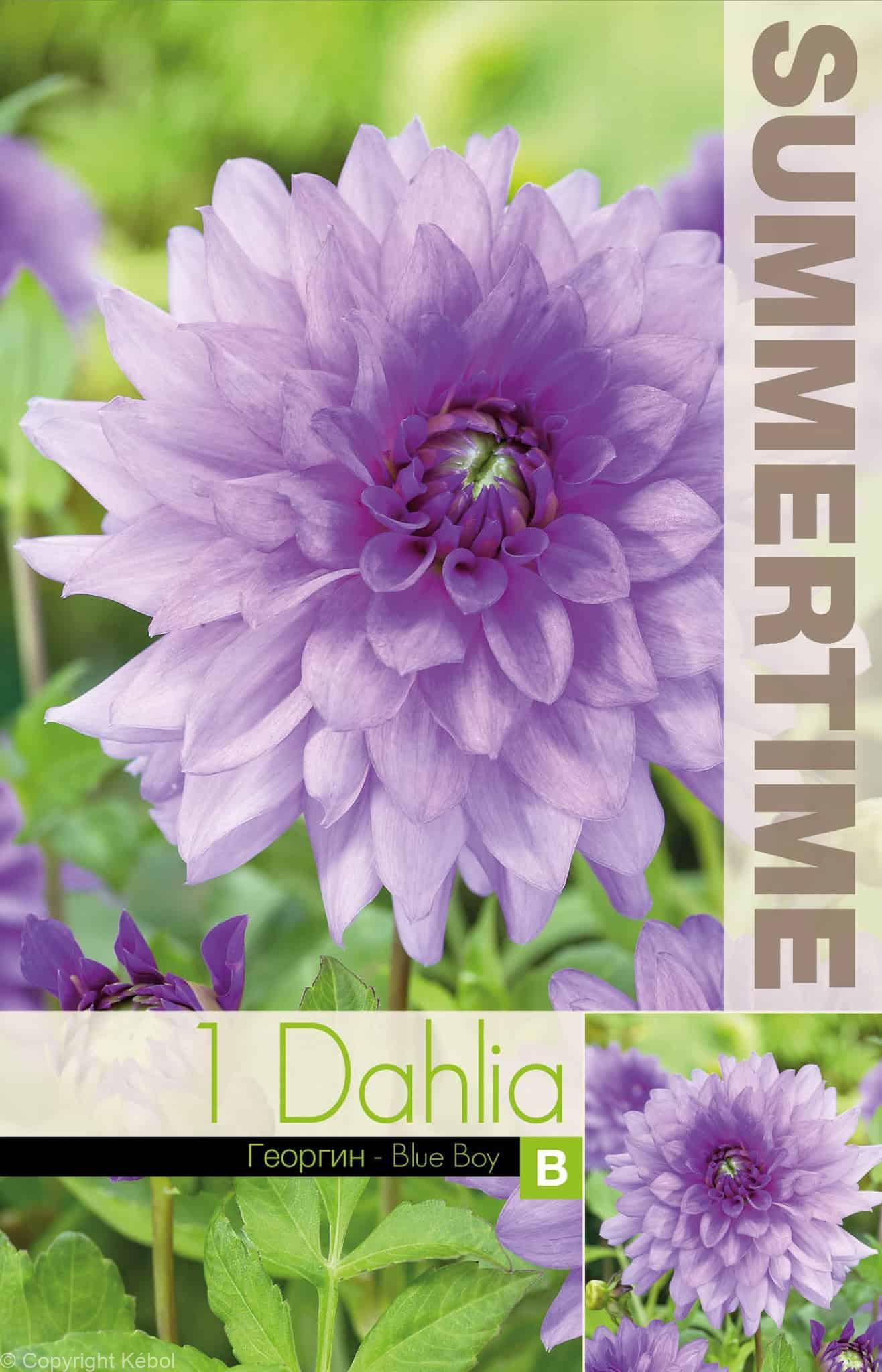 Dahlia Blue Boy - RB