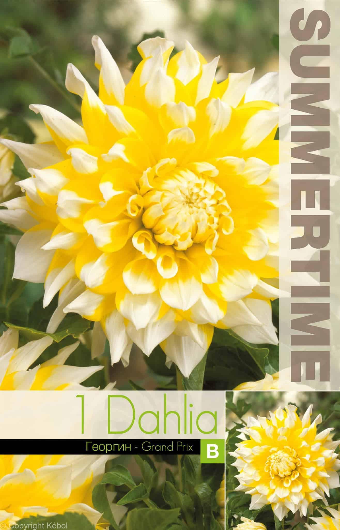 Dahlia Grand Prix - RB