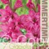 Gladiolus Kingston Ruffle - RB