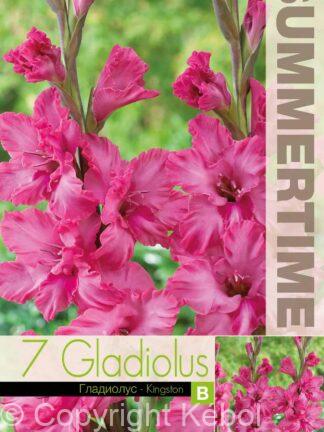 Gladiolus Kingston Ruffle - RB