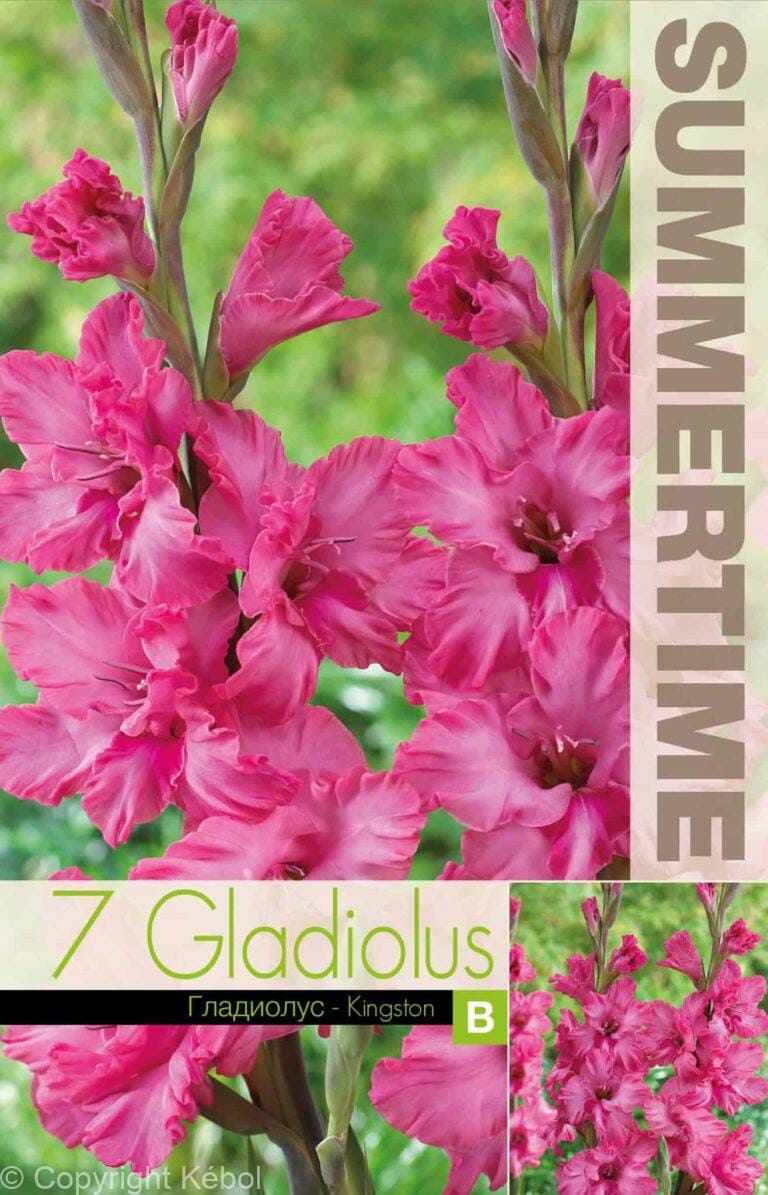 Gladiolus Kingston Ruffle - RB