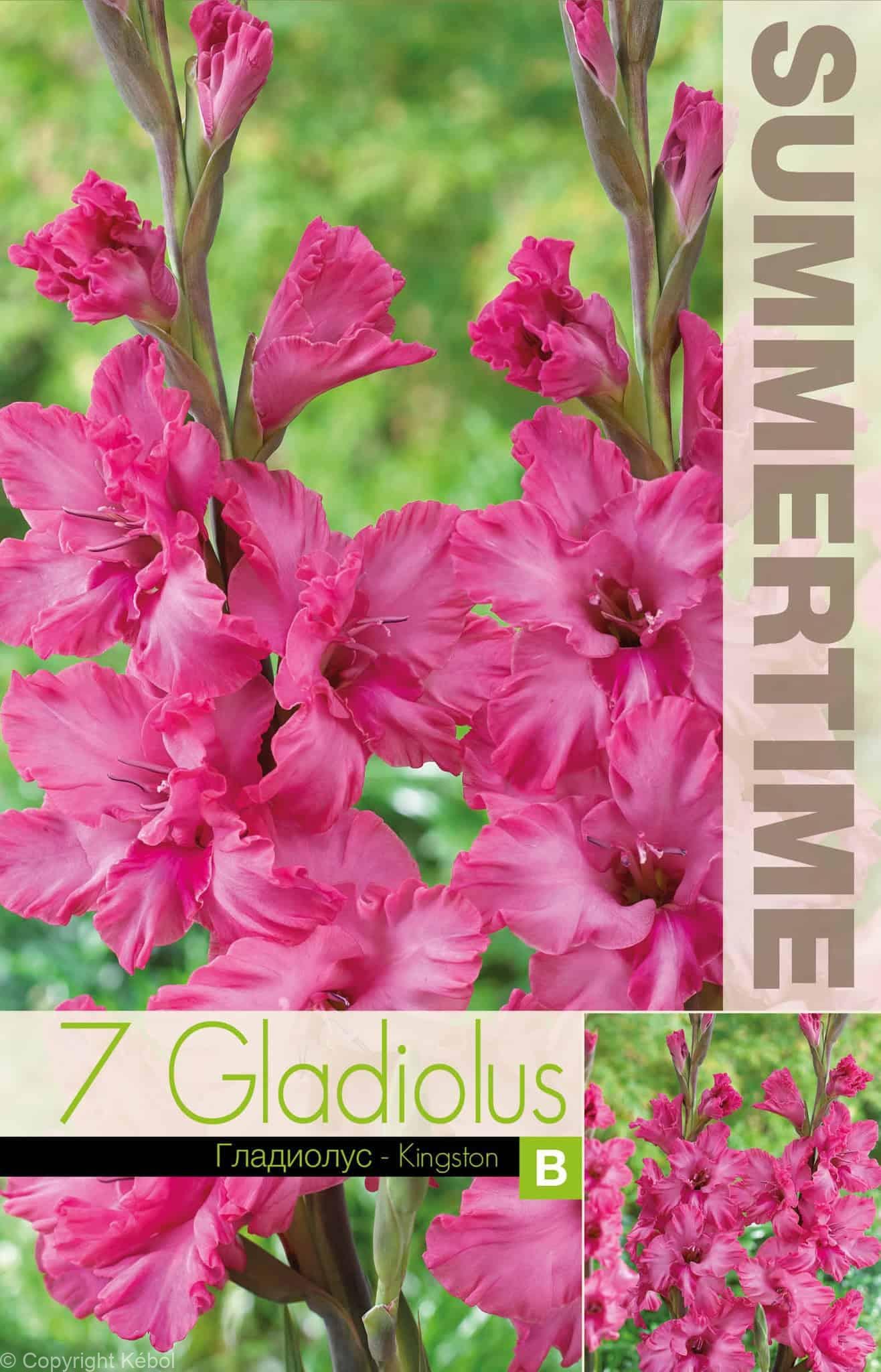 Gladiolus Kingston Ruffle - RB