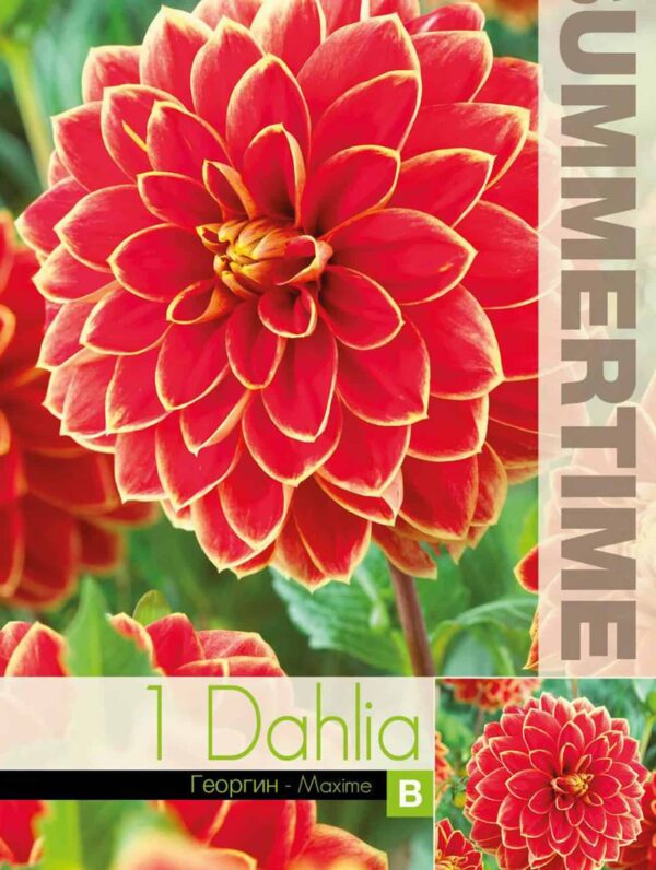 Dahlia Maxime - RB