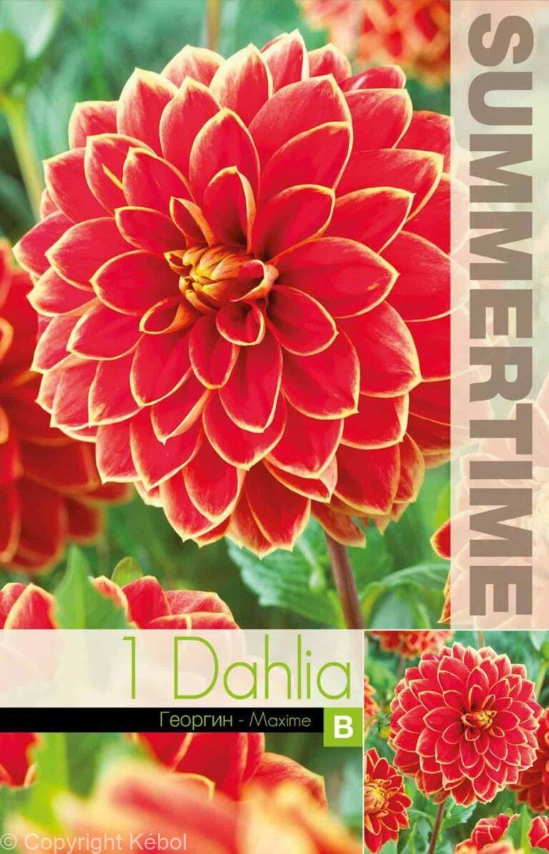 Dahlia Maxime - RB