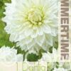 Dahlia Snowcountry - RB