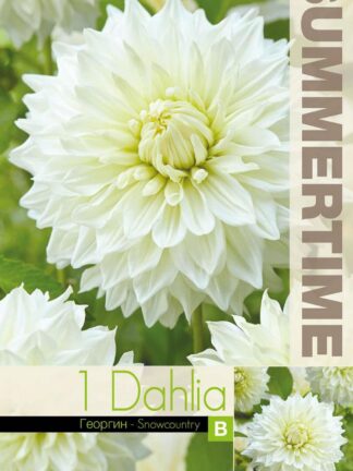 Dahlia Snowcountry - RB