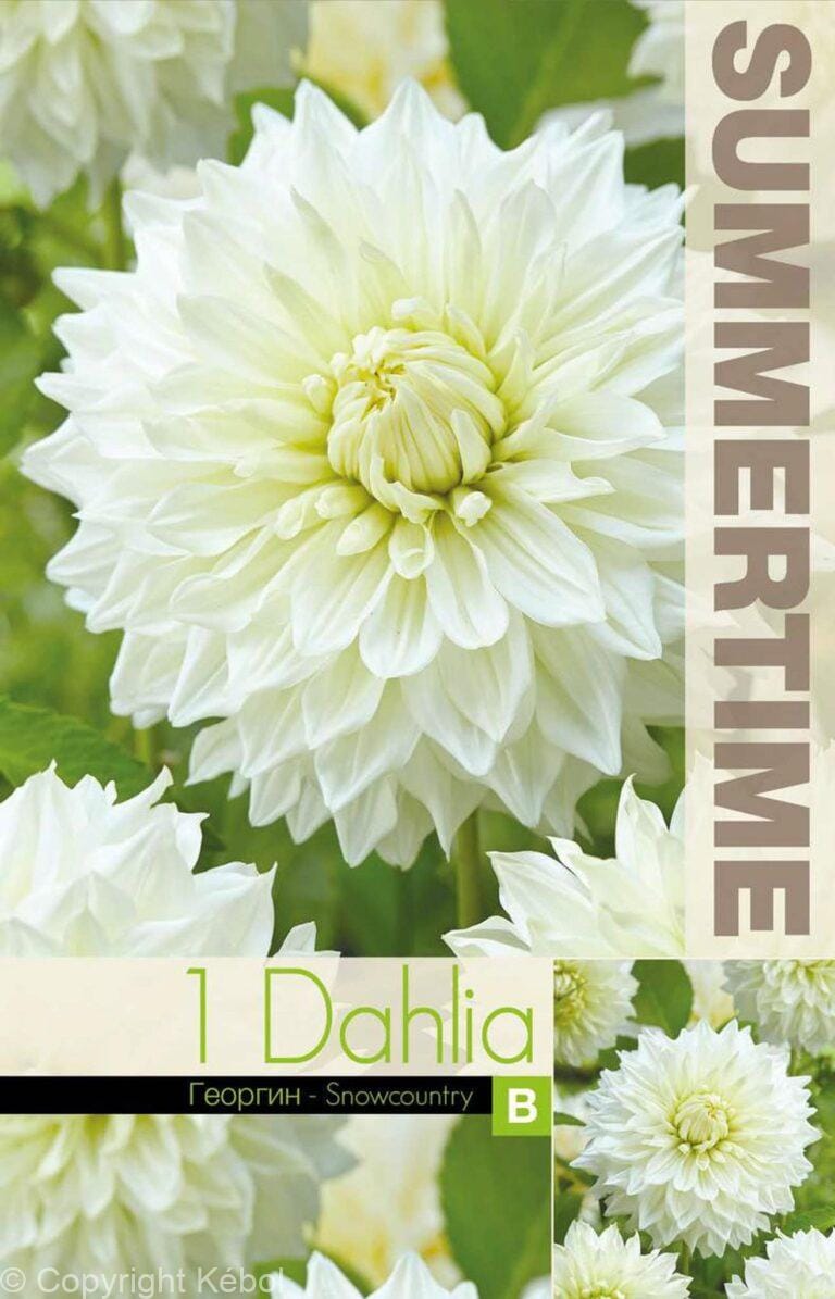 Dahlia Snowcountry - RB