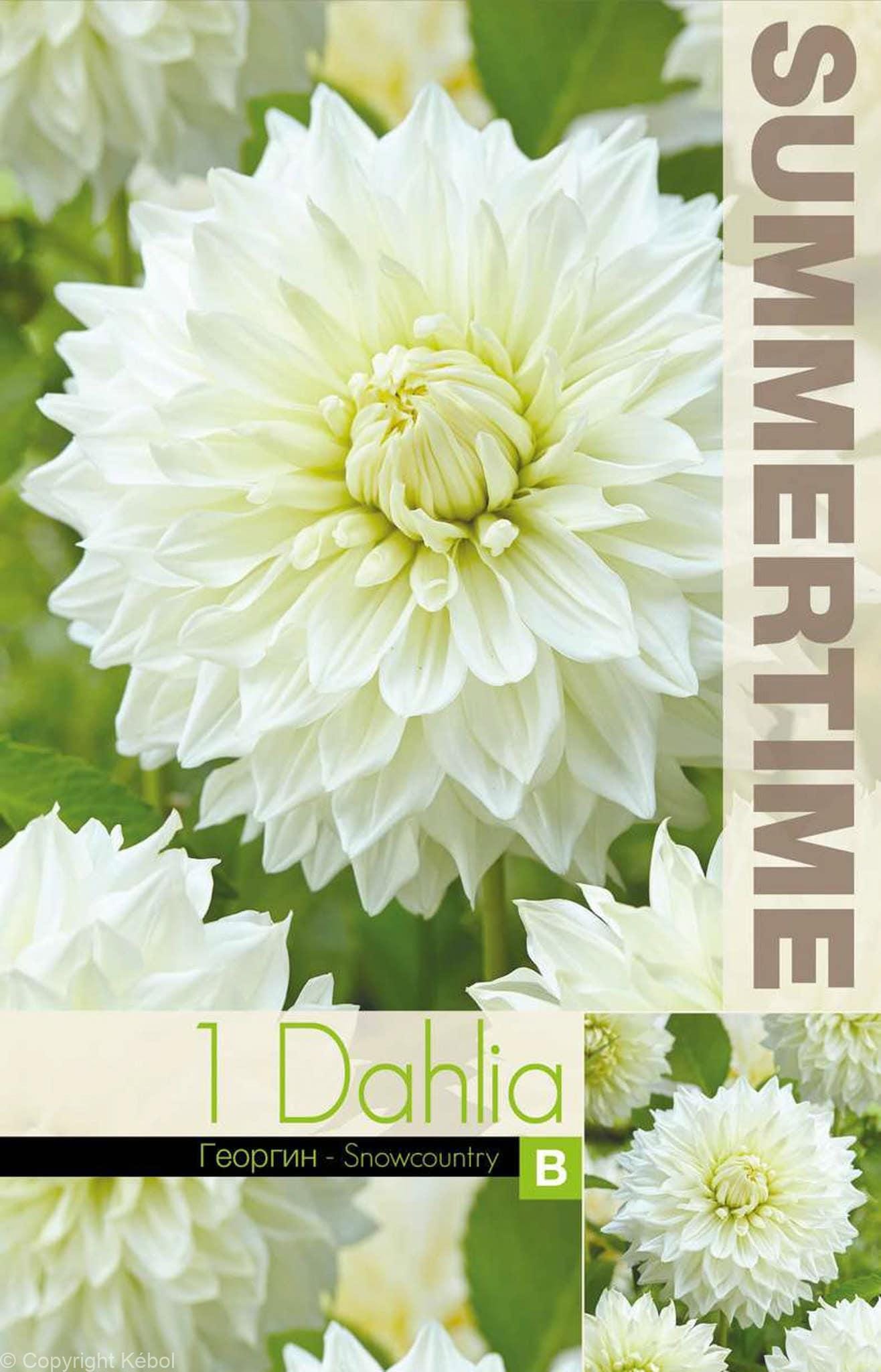 Dahlia Snowcountry - RB