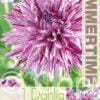 Dahlia Blackberry Ripple - RB