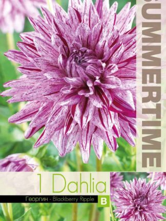 Dahlia Blackberry Ripple - RB