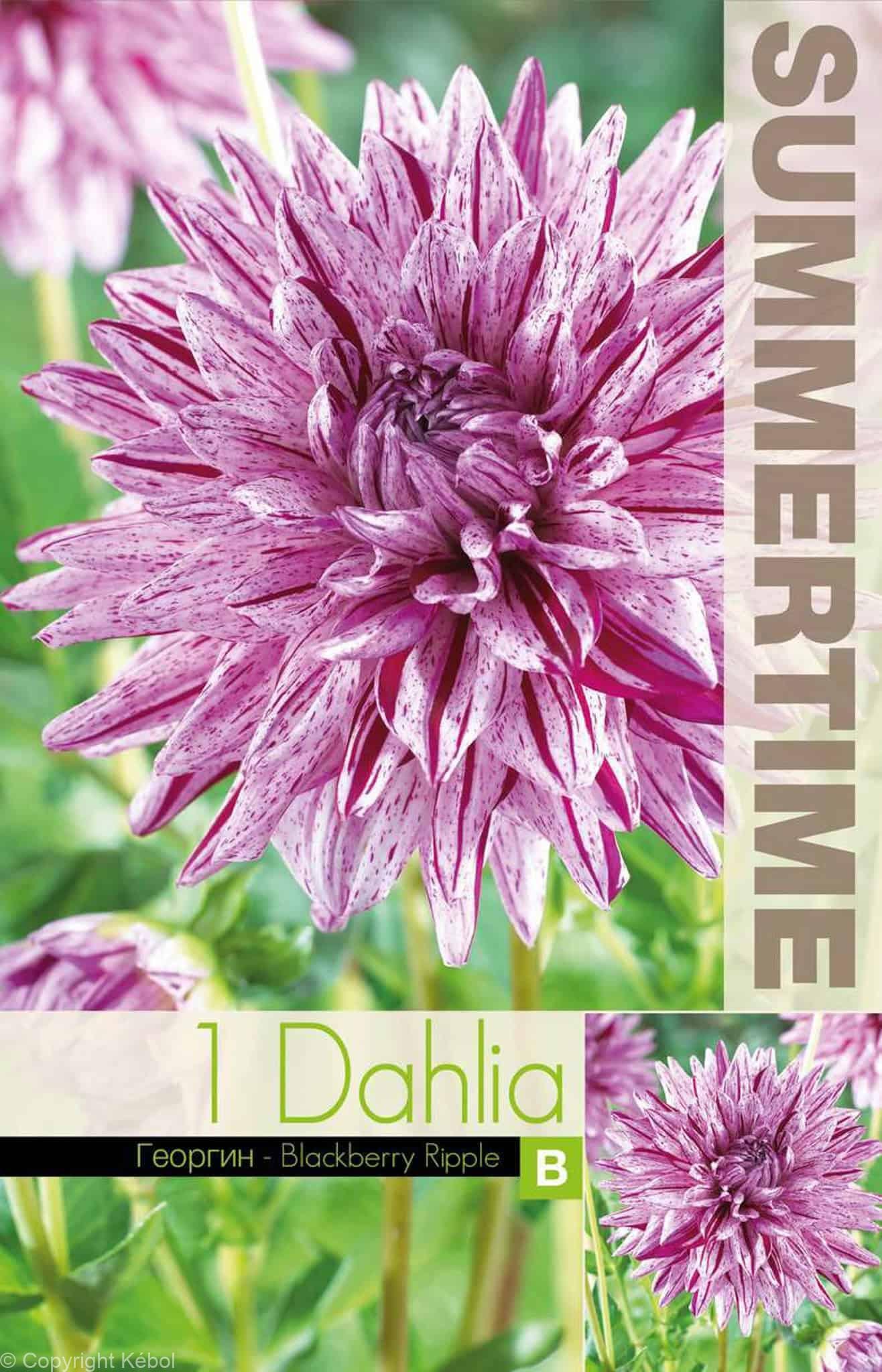 Dahlia Blackberry Ripple - RB