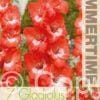 Gladiolus Pretty Guy - RB