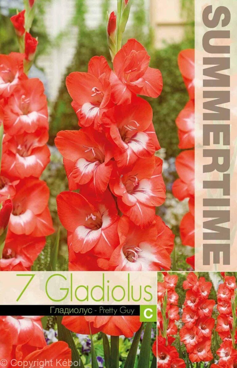 Gladiolus Pretty Guy - RB
