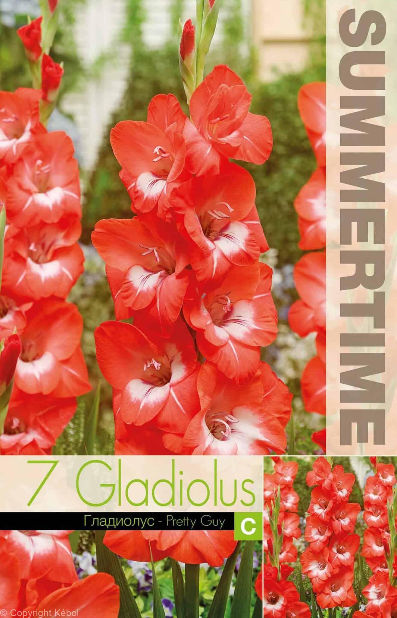 Gladiolus Pretty Guy - RB