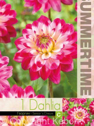 Dahlia Senior's Dream - RB