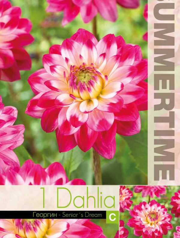 Dahlia Senior's Dream - RB