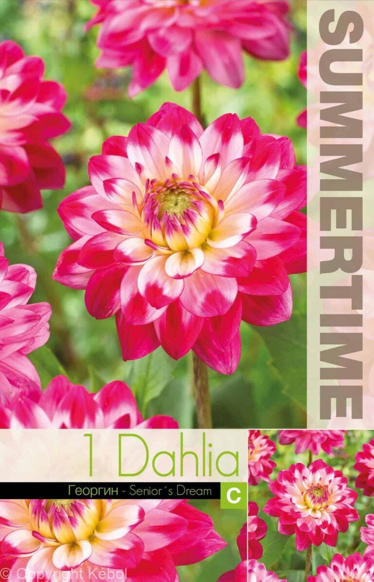 Dahlia Senior's Dream - RB
