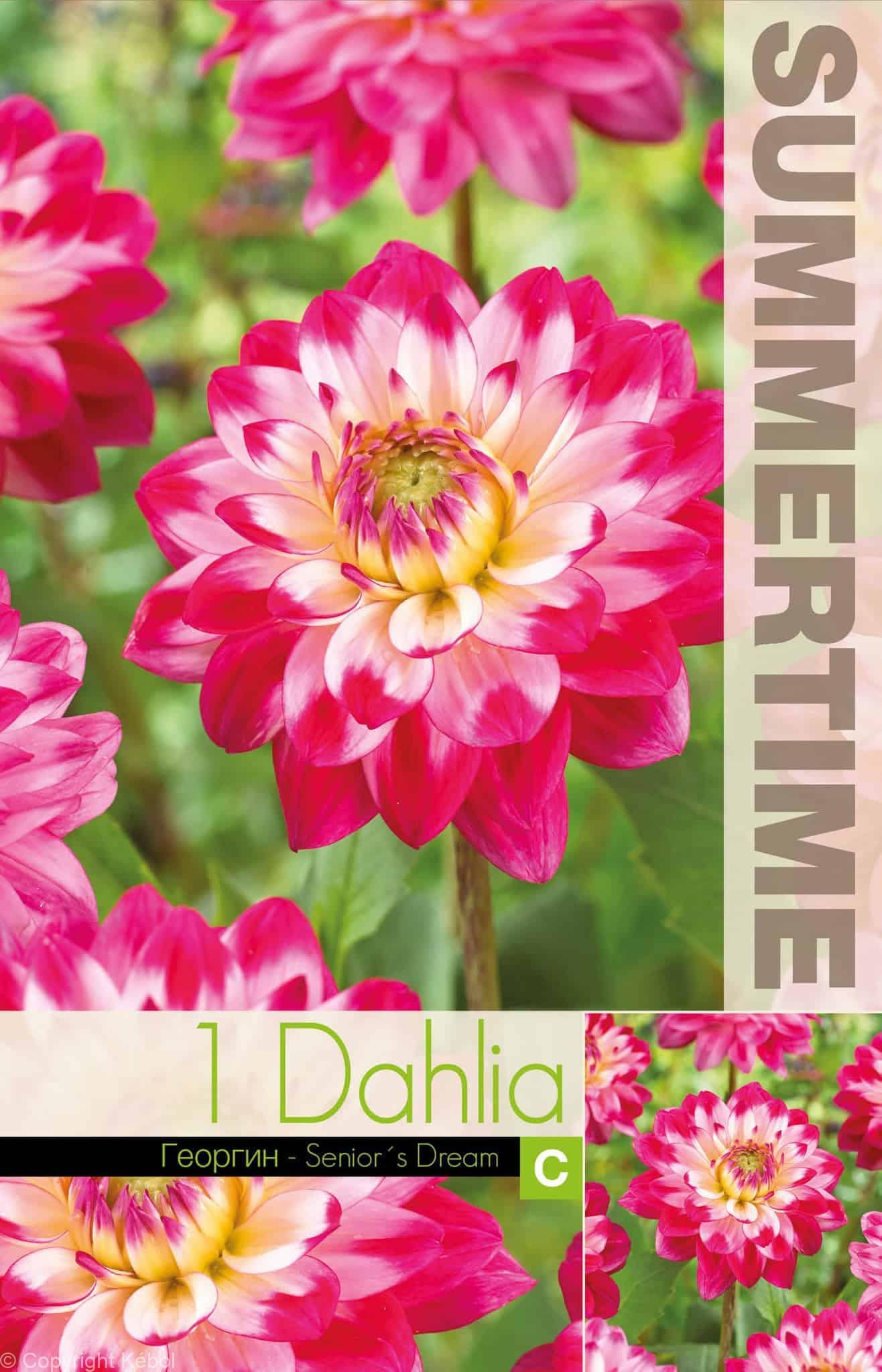 Dahlia Senior's Dream - RB