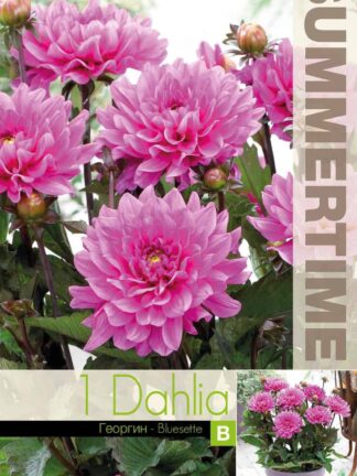 Dahlia Bluesette - RB