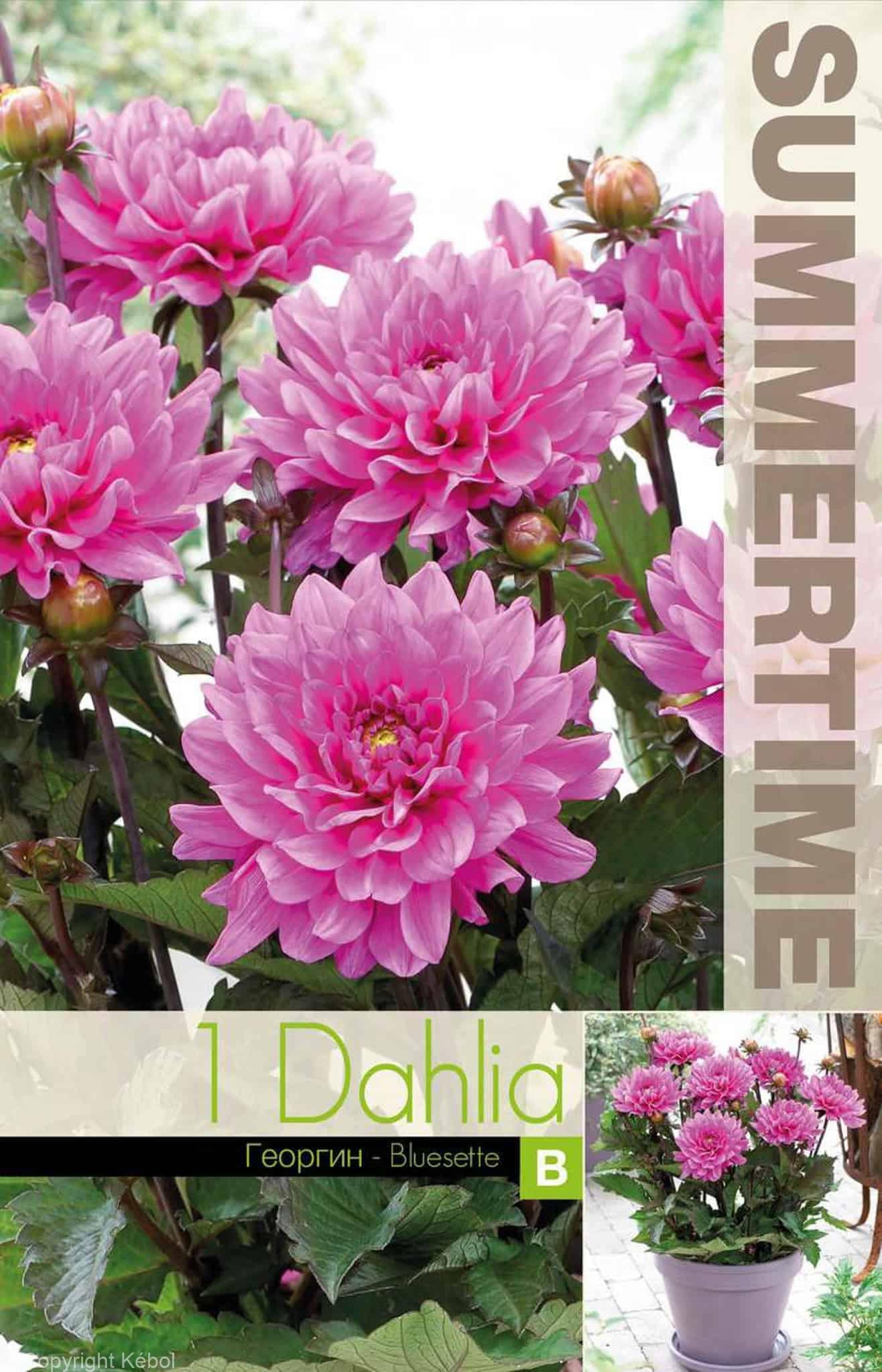 Dahlia Bluesette - RB