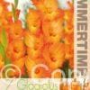 Gladiolus Royal Class - RB