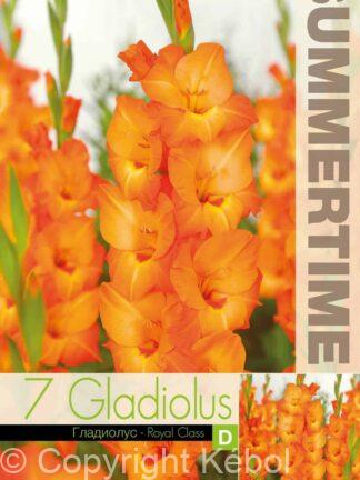 Gladiolus Royal Class - RB