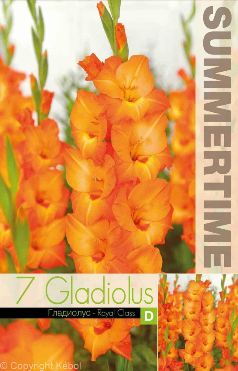 Gladiolus Royal Class - RB