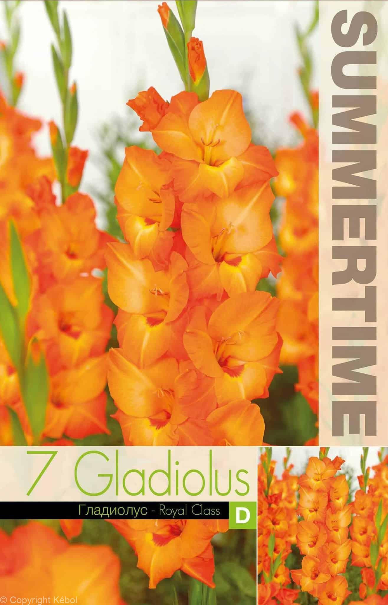 Gladiolus Royal Class - RB
