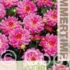 Dahlia Gallery Bellini - RB