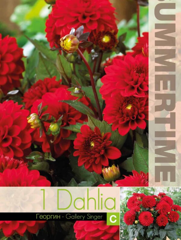 Dahlia Gallery Singer - RB