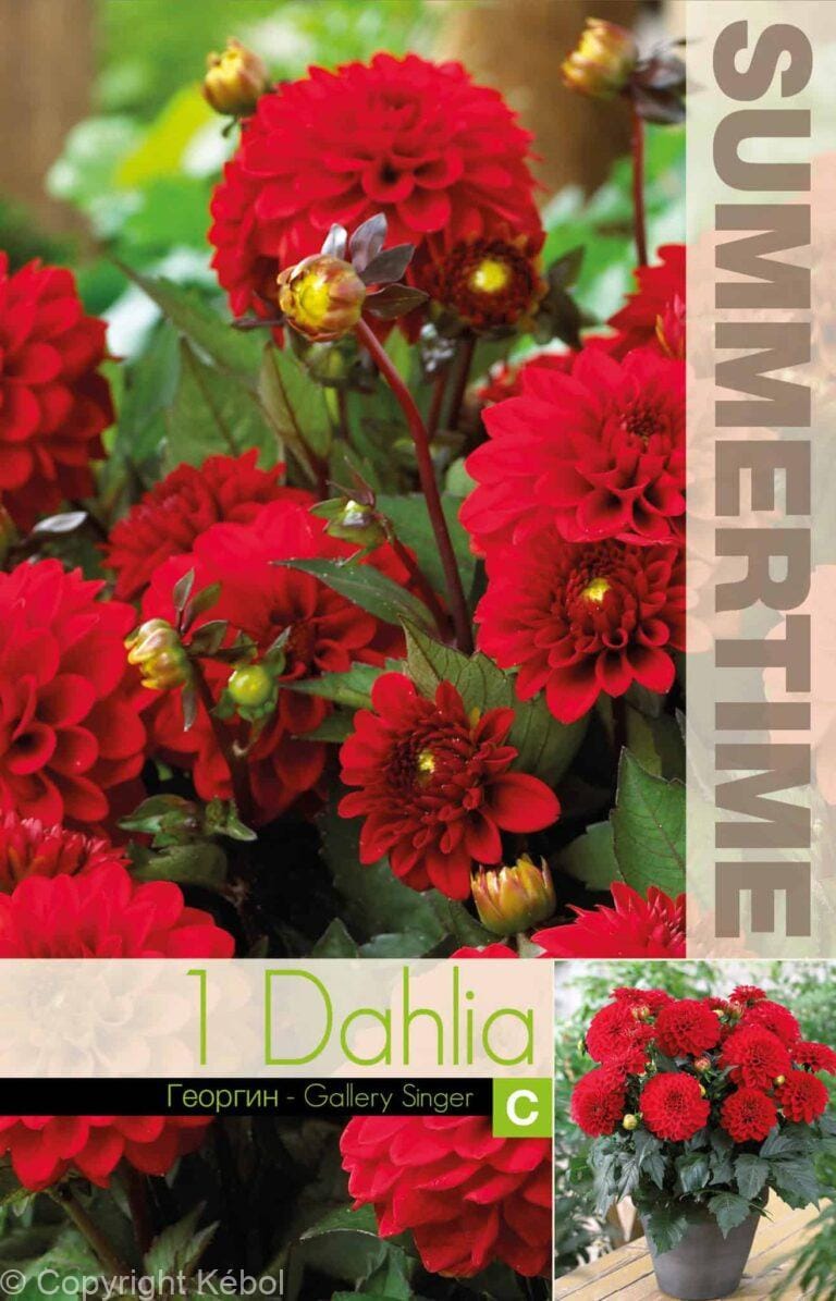 Dahlia Gallery Singer - RB