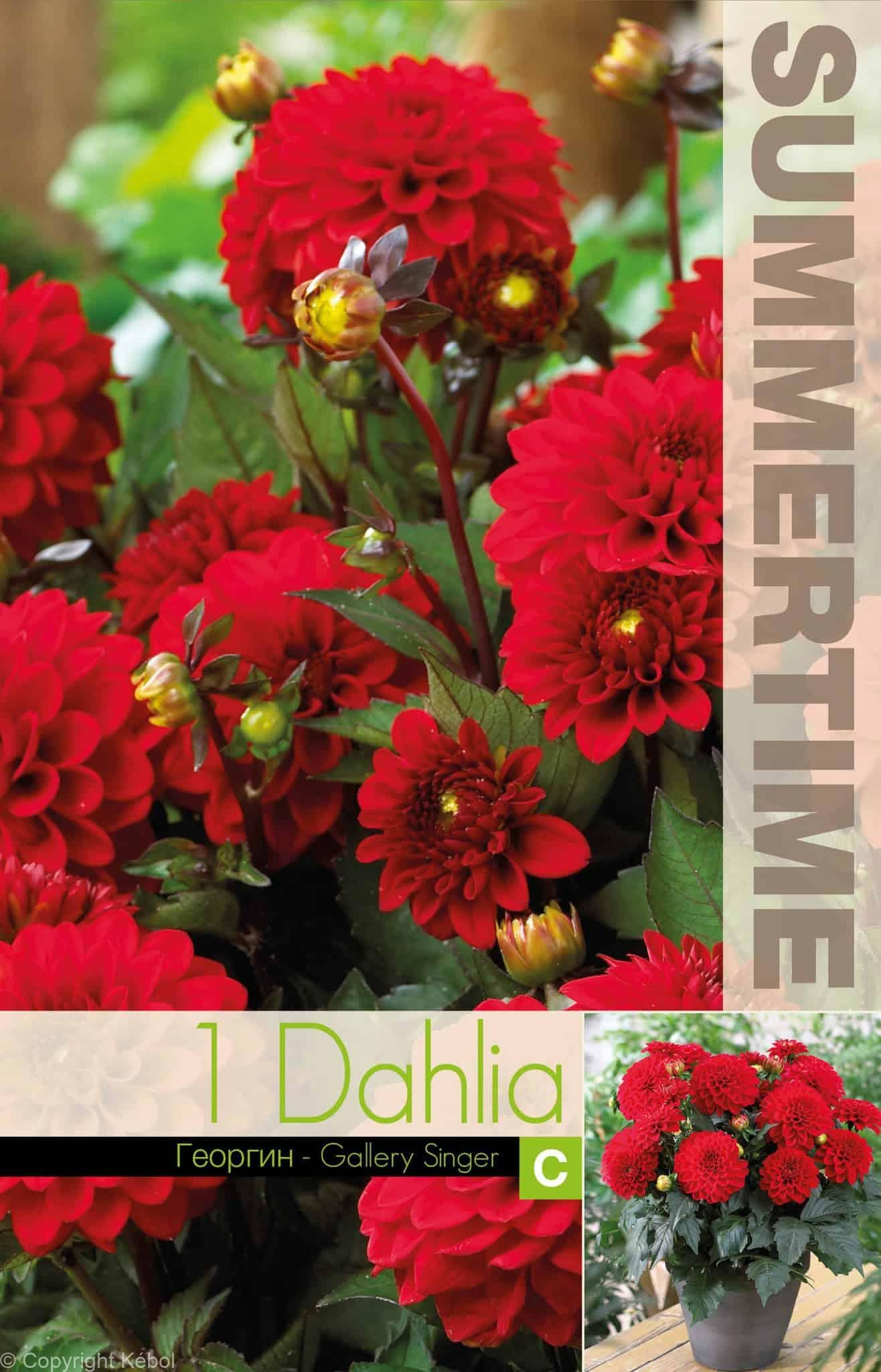 Dahlia Gallery Singer - RB