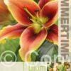 Lilium Avalon Sunset - RB
