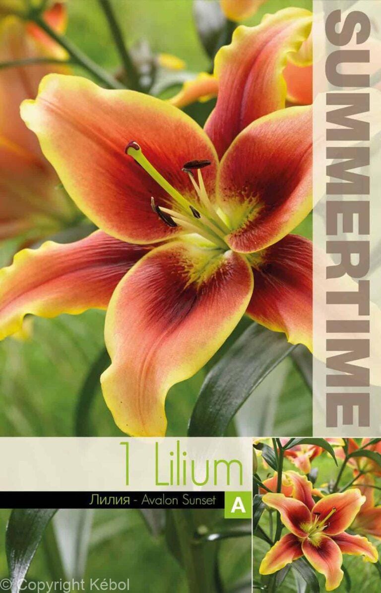 Lilium Avalon Sunset - RB
